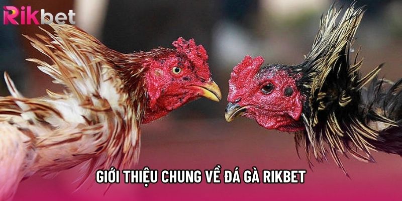 Giới thiệu chung về đá gà rikbet